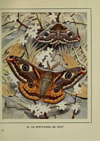 Reproducción/Reproduction 6197934498: Les papillons dans la nature Neuchâtel ;Éditions Delachaux and Niestlé, s.a., 1934