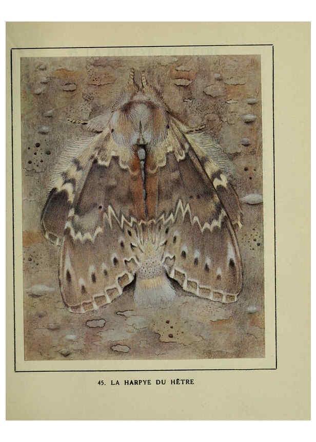 Reproducción/Reproduction 6197934702: Les papillons dans la nature Neuchâtel ;Éditions Delachaux and Niestlé, s.a., 1934