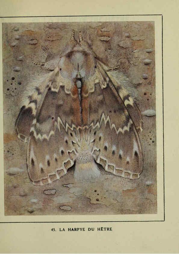 Reproducción/Reproduction 6197934702: Les papillons dans la nature Neuchâtel ;Éditions Delachaux and Niestlé, s.a., 1934
