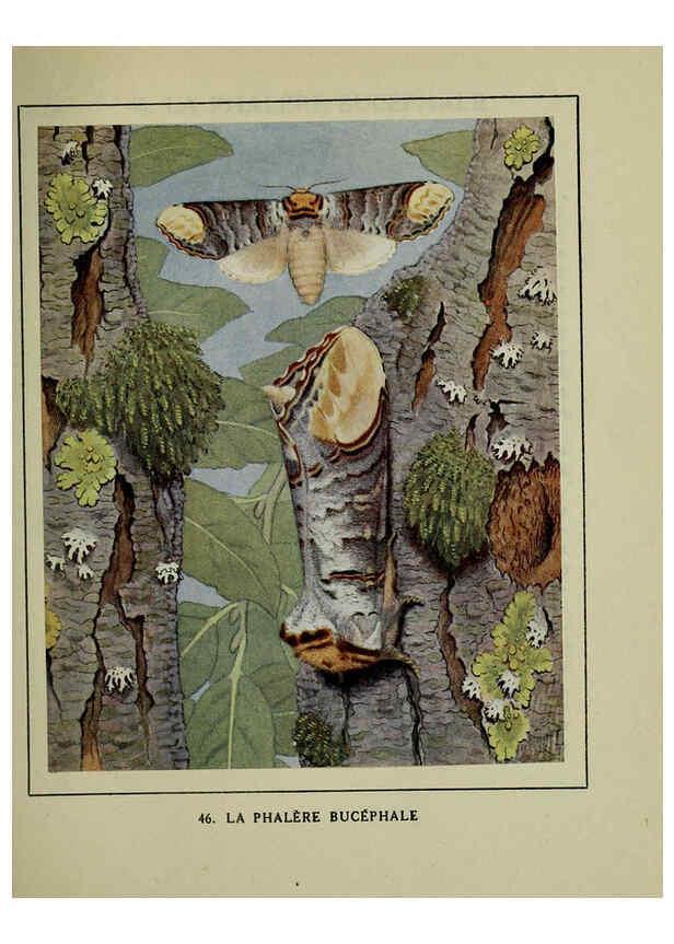 Reproducción/Reproduction 6197415249: Les papillons dans la nature Neuchâtel ;Éditions Delachaux and Niestlé, s.a., 1934