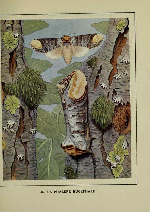 Reproducción/Reproduction 6197415249: Les papillons dans la nature Neuchâtel ;Éditions Delachaux and Niestlé, s.a., 1934