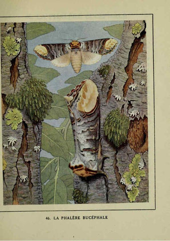 Reproducción/Reproduction 6197415249: Les papillons dans la nature Neuchâtel ;Éditions Delachaux and Niestlé, s.a., 1934