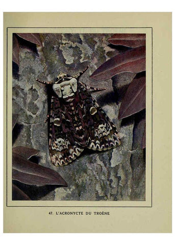Reproducción/Reproduction 6197415365: Les papillons dans la nature Neuchâtel ;Éditions Delachaux and Niestlé, s.a., 1934