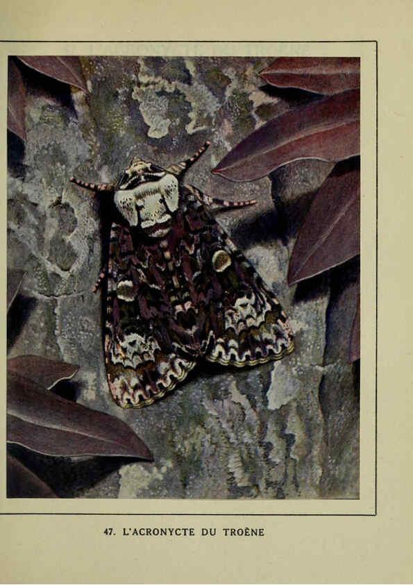 Reproducción/Reproduction 6197415365: Les papillons dans la nature Neuchâtel ;Éditions Delachaux and Niestlé, s.a., 1934