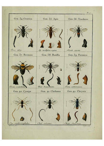 Reproducción/Reproduction 6197995686: Nouvelle méthode de classer les hyménoptères et les diptères. Tome 1. Genève :J.J. Paschoud,1807