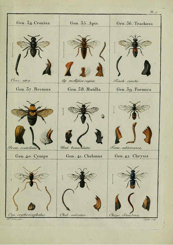 Reproducción/Reproduction 6197995686: Nouvelle méthode de classer les hyménoptères et les diptères. Tome 1. Genève :J.J. Paschoud,1807