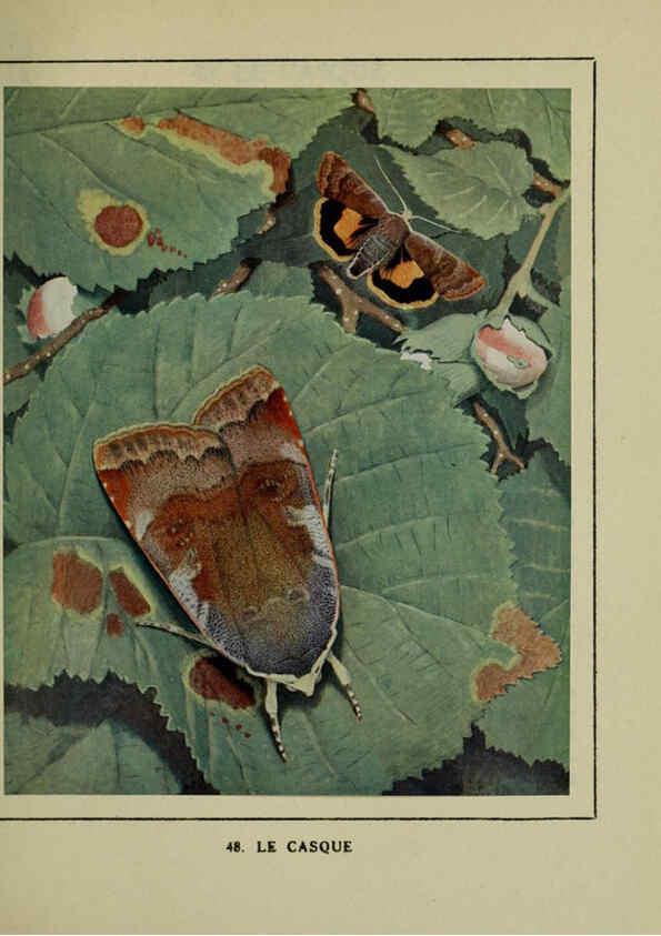 Reproducción/Reproduction 6197935058: Les papillons dans la nature Neuchâtel ;Éditions Delachaux and Niestlé, s.a., 1934
