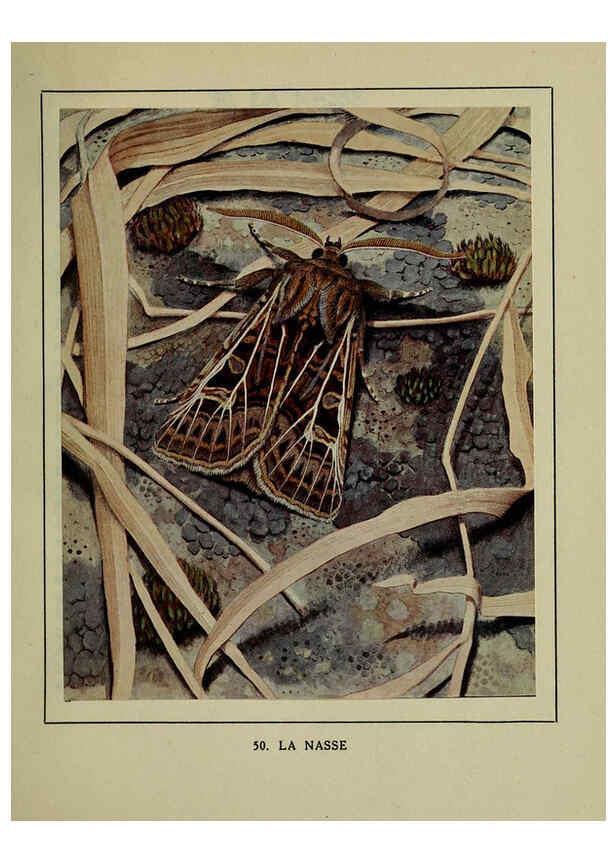 Reproducción/Reproduction 6197935340: Les papillons dans la nature Neuchâtel ;Éditions Delachaux and Niestlé, s.a., 1934
