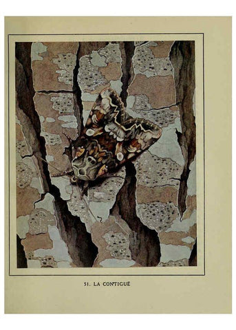 Reproducción/Reproduction 6197415953: Les papillons dans la nature Neuchâtel ;Éditions Delachaux and Niestlé, s.a., 1934