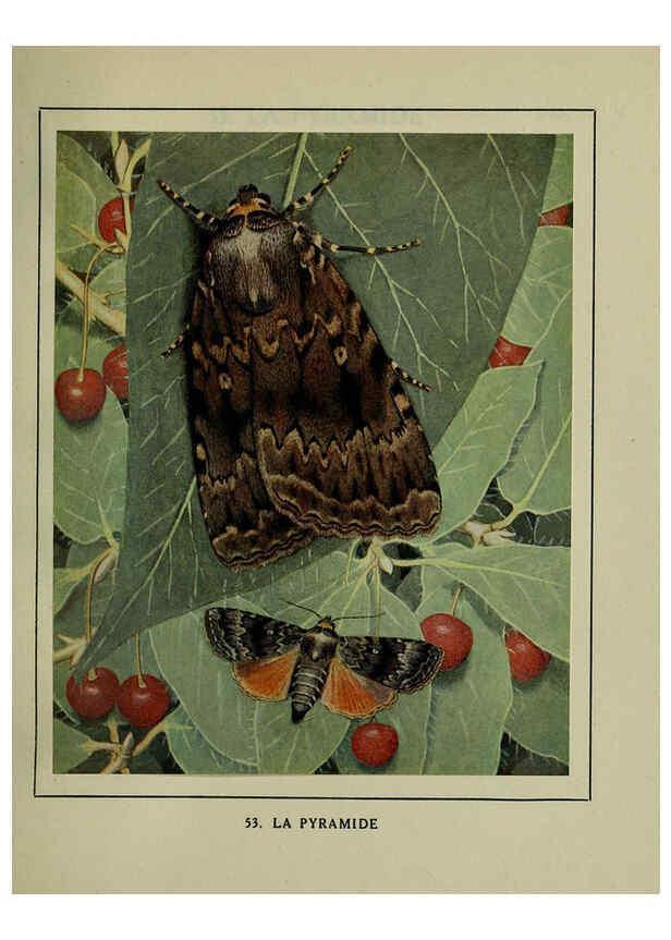 Reproducción/Reproduction 6197935888: Les papillons dans la nature Neuchâtel ;Éditions Delachaux and Niestlé, s.a., 1934