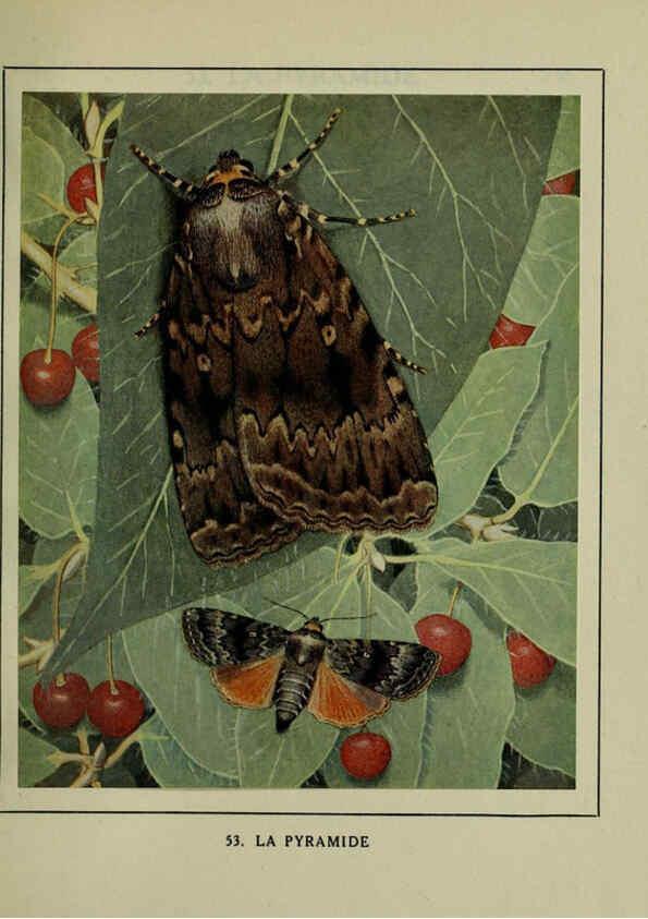 Reproducción/Reproduction 6197935888: Les papillons dans la nature Neuchâtel ;Éditions Delachaux and Niestlé, s.a., 1934