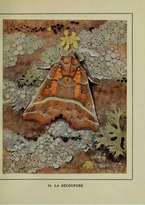 Reproducción/Reproduction 6197416431: Les papillons dans la nature Neuchâtel ;Éditions Delachaux and Niestlé, s.a., 1934