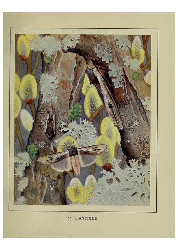 Reproducción/Reproduction 6197416581: Les papillons dans la nature Neuchâtel ;Éditions Delachaux and Niestlé, s.a., 1934