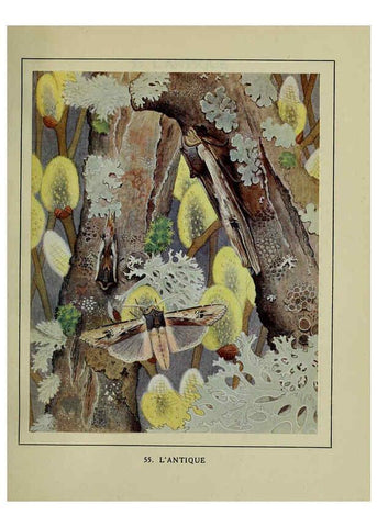 Reproducción/Reproduction 6197416581: Les papillons dans la nature Neuchâtel ;Éditions Delachaux and Niestlé, s.a., 1934