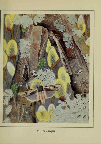 Reproducción/Reproduction 6197416581: Les papillons dans la nature Neuchâtel ;Éditions Delachaux and Niestlé, s.a., 1934