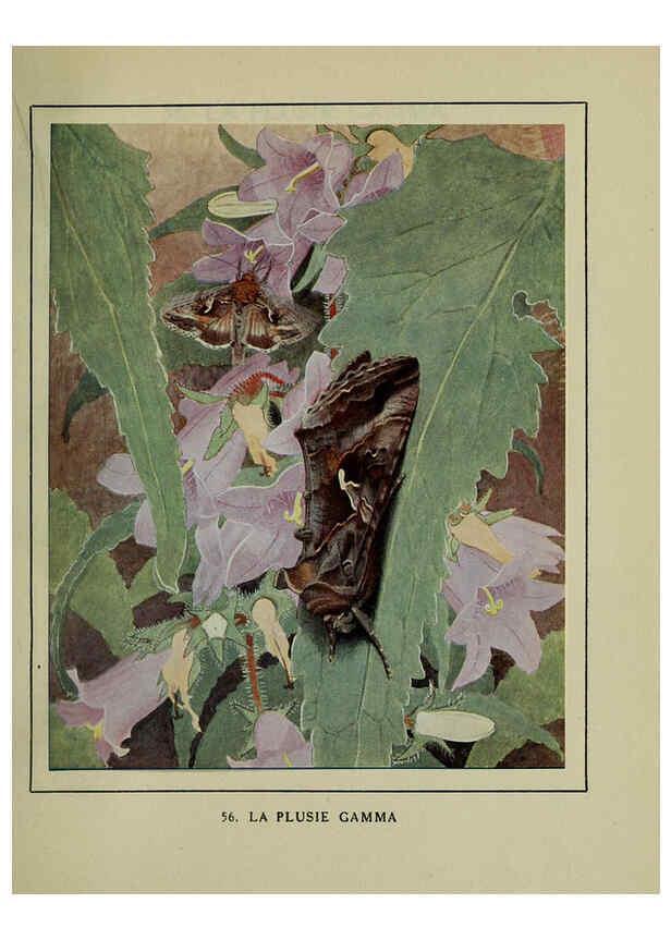 Reproducción/Reproduction 6197936306: Les papillons dans la nature Neuchâtel ;Éditions Delachaux and Niestlé, s.a., 1934