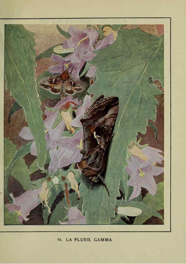 Reproducción/Reproduction 6197936306: Les papillons dans la nature Neuchâtel ;Éditions Delachaux and Niestlé, s.a., 1934
