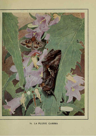 Reproducción/Reproduction 6197936306: Les papillons dans la nature Neuchâtel ;Éditions Delachaux and Niestlé, s.a., 1934