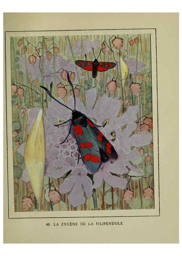 Reproducción/Reproduction 6197933990: Les papillons dans la nature Neuchâtel ;Éditions Delachaux and Niestlé, s.a., 1934