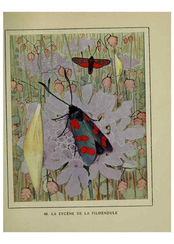 Reproducción/Reproduction 6197933990: Les papillons dans la nature Neuchâtel ;Éditions Delachaux and Niestlé, s.a., 1934