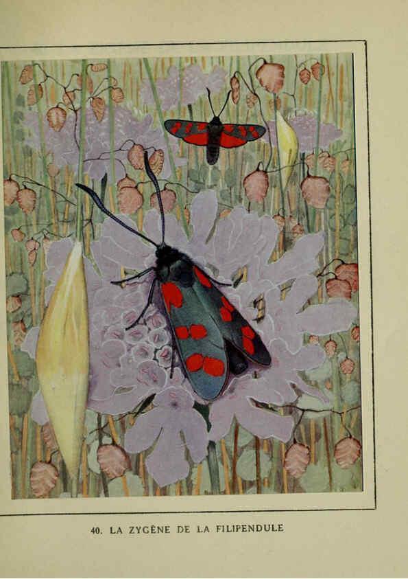 Reproducción/Reproduction 6197933990: Les papillons dans la nature Neuchâtel ;Éditions Delachaux and Niestlé, s.a., 1934