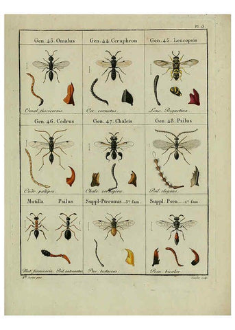 Reproducción/Reproduction 6197476193: Nouvelle méthode de classer les hyménoptères et les diptères. Tome 1. Genève :J.J. Paschoud,1807