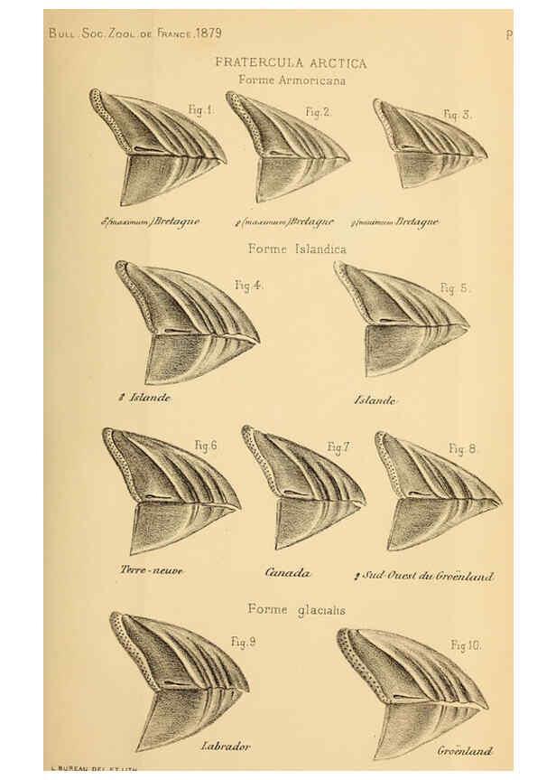 Reproducción/Reproduction 6197566515: Bulletin de la Société zoologique de France. t.4. Paris :Société zoologique de France