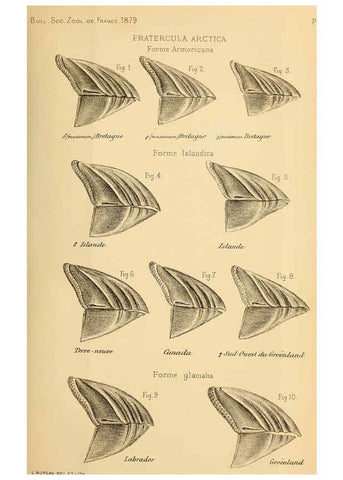 Reproducción/Reproduction 6197566515: Bulletin de la Société zoologique de France. t.4. Paris :Société zoologique de France