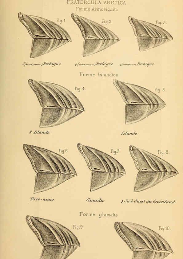 Reproducción/Reproduction 6197566515: Bulletin de la Société zoologique de France. t.4. Paris :Société zoologique de France