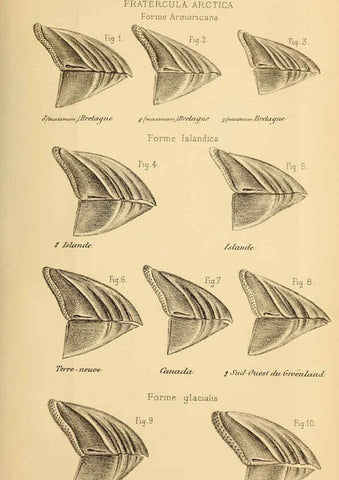 Reproducción/Reproduction 6197566515: Bulletin de la Société zoologique de France. t.4. Paris :Société zoologique de France