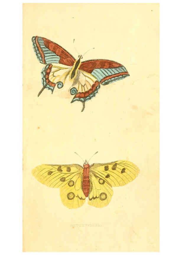 Reproducción/Reproduction 6198147192: A natural history of birds, fishes, reptiles, and insects Philadelphia :Grigg & Elliot,1845