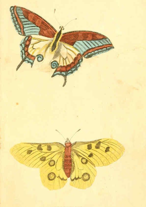 Reproducción/Reproduction 6198147192: A natural history of birds, fishes, reptiles, and insects Philadelphia :Grigg & Elliot,1845