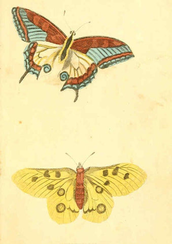 Reproducción/Reproduction 6198147192: A natural history of birds, fishes, reptiles, and insects Philadelphia :Grigg & Elliot,1845