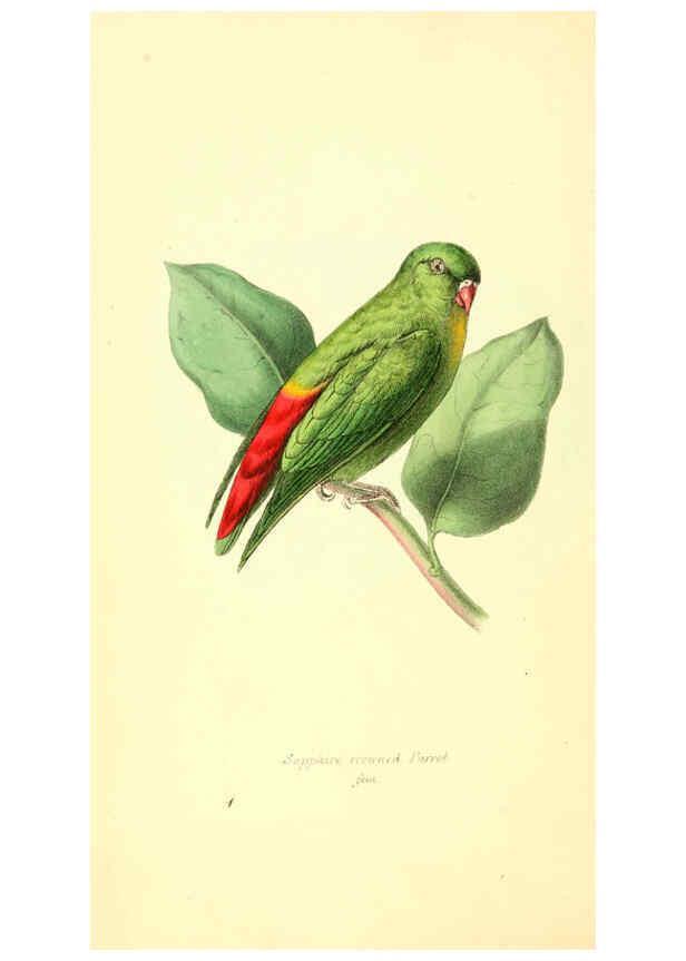 Reproducción/Reproduction 6197653271: Zoological illustrations v.1. London :Baldwin & Cradock,1829-1833