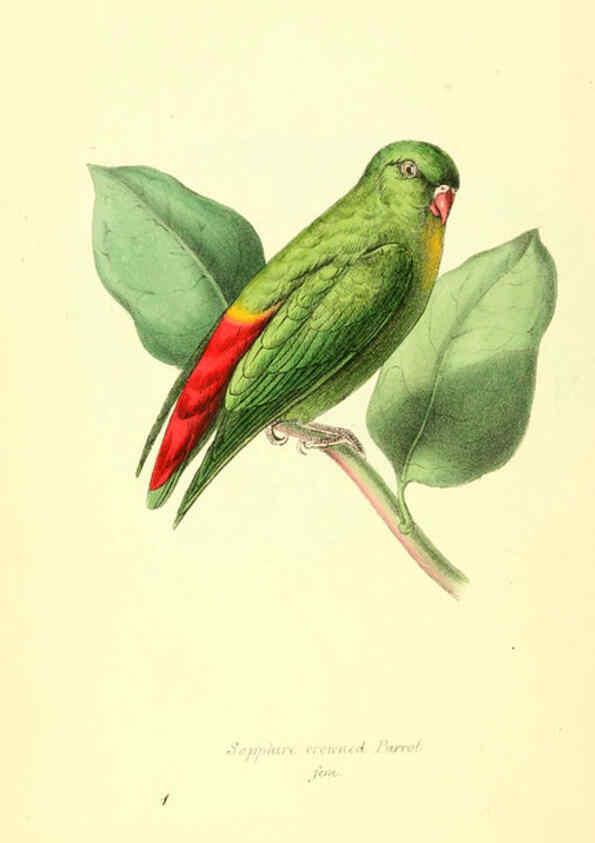 Reproducción/Reproduction 6197653271: Zoological illustrations v.1. London :Baldwin & Cradock,1829-1833