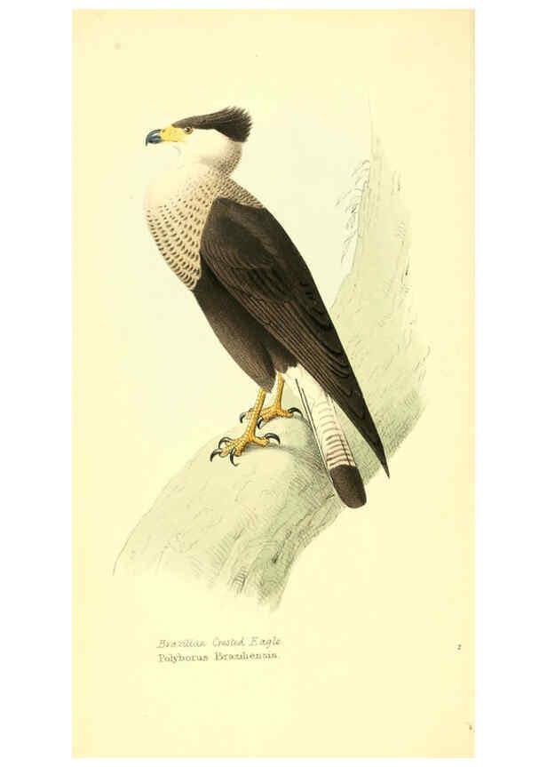 Reproducción/Reproduction 6197653639: Zoological illustrations v.1. London :Baldwin & Cradock,1829-1833