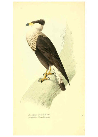 Reproducción/Reproduction 6197653639: Zoological illustrations v.1. London :Baldwin & Cradock,1829-1833