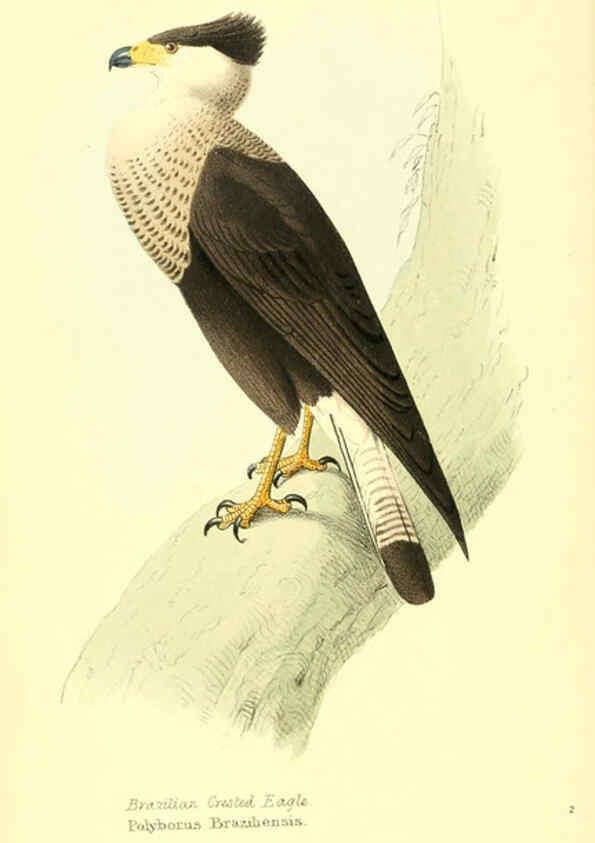 Reproducción/Reproduction 6197653639: Zoological illustrations v.1. London :Baldwin & Cradock,1829-1833