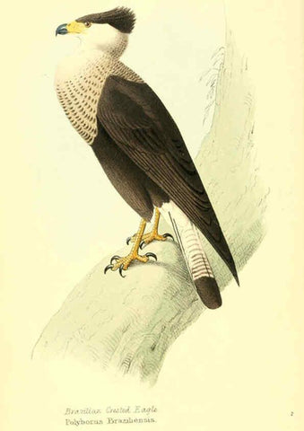 Reproducción/Reproduction 6197653639: Zoological illustrations v.1. London :Baldwin & Cradock,1829-1833