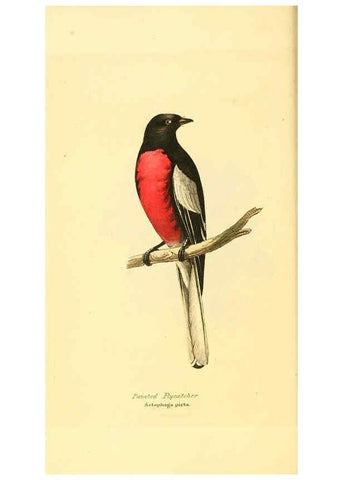 Reproducción/Reproduction 6198171918: Zoological illustrations v.1. London :Baldwin & Cradock,1829-1833