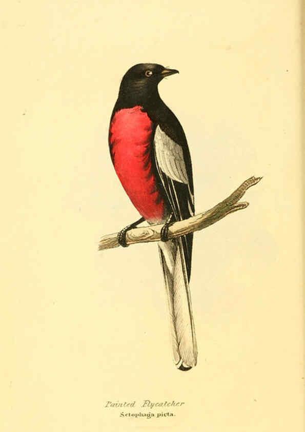 Reproducción/Reproduction 6198171918: Zoological illustrations v.1. London :Baldwin & Cradock,1829-1833