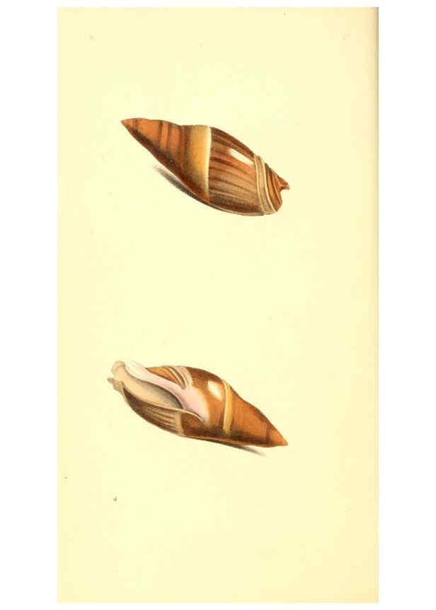 Reproducción/Reproduction 6198172204: Zoological illustrations v.1. London :Baldwin & Cradock,1829-1833