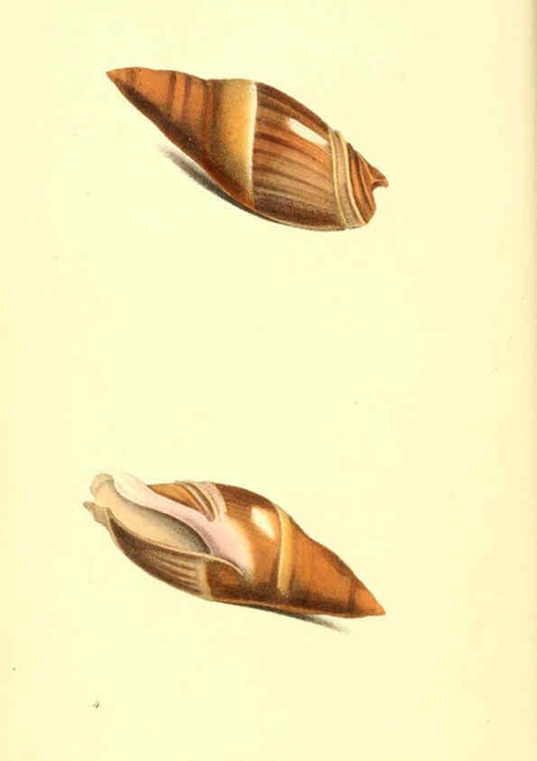 Reproducción/Reproduction 6198172204: Zoological illustrations v.1. London :Baldwin & Cradock,1829-1833