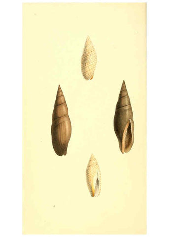 Reproducción/Reproduction 6197654591: Zoological illustrations v.1. London :Baldwin & Cradock,1829-1833