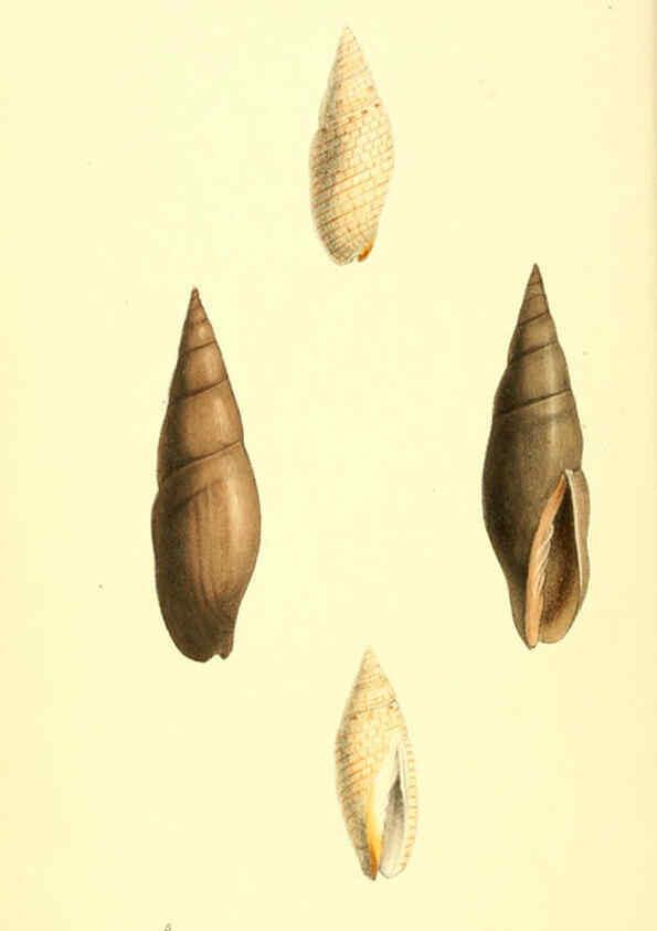 Reproducción/Reproduction 6197654591: Zoological illustrations v.1. London :Baldwin & Cradock,1829-1833