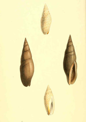 Reproducción/Reproduction 6197654591: Zoological illustrations v.1. London :Baldwin & Cradock,1829-1833