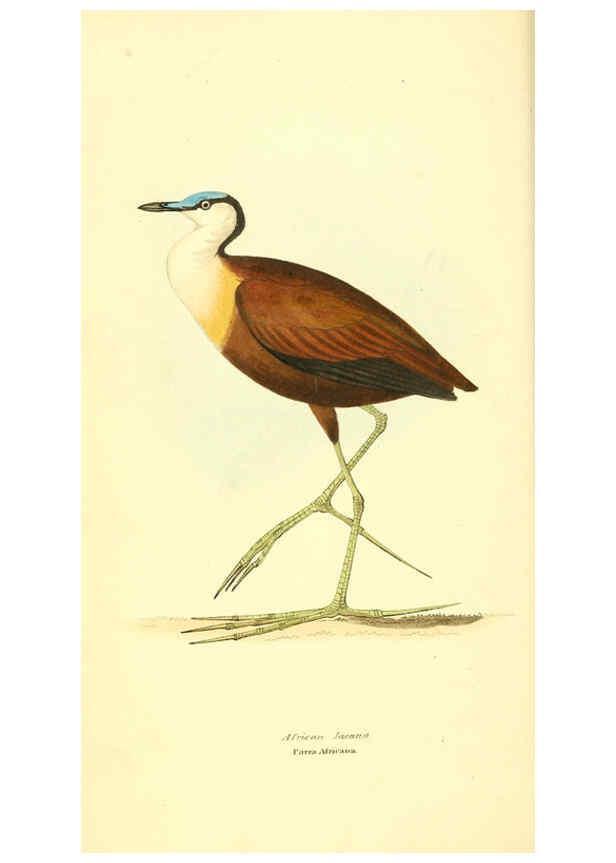 Reproducción/Reproduction 6198172812: Zoological illustrations v.1. London :Baldwin & Cradock,1829-1833