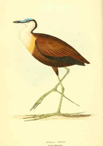 Reproducción/Reproduction 6198172812: Zoological illustrations v.1. London :Baldwin & Cradock,1829-1833