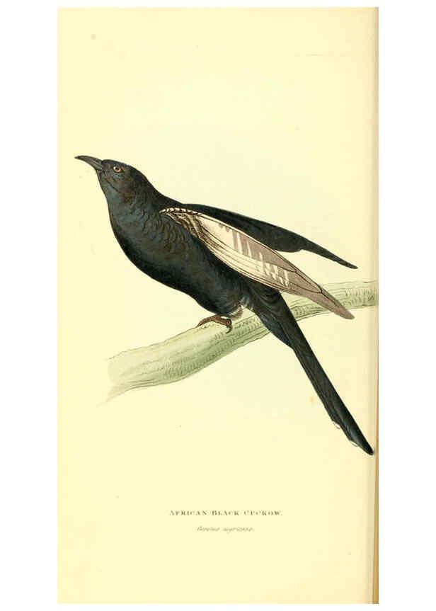 Reproducción/Reproduction 6197655091: Zoological illustrations v.1. London :Baldwin & Cradock,1829-1833