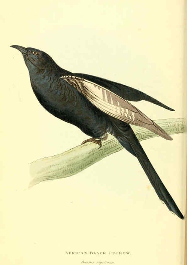 Reproducción/Reproduction 6197655091: Zoological illustrations v.1. London :Baldwin & Cradock,1829-1833